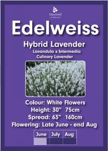 Edelweiss Lavender Plants 5 Litre Pots